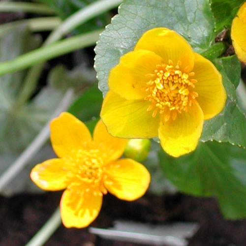 Achillea tomentosa nana